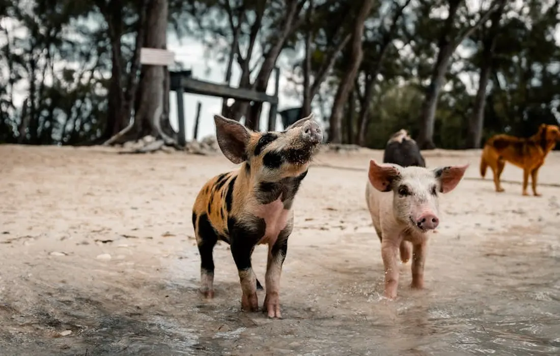 Two pigs standing in a muddy farm yard with trees in the background, illustrating a farm setting for feed planning
