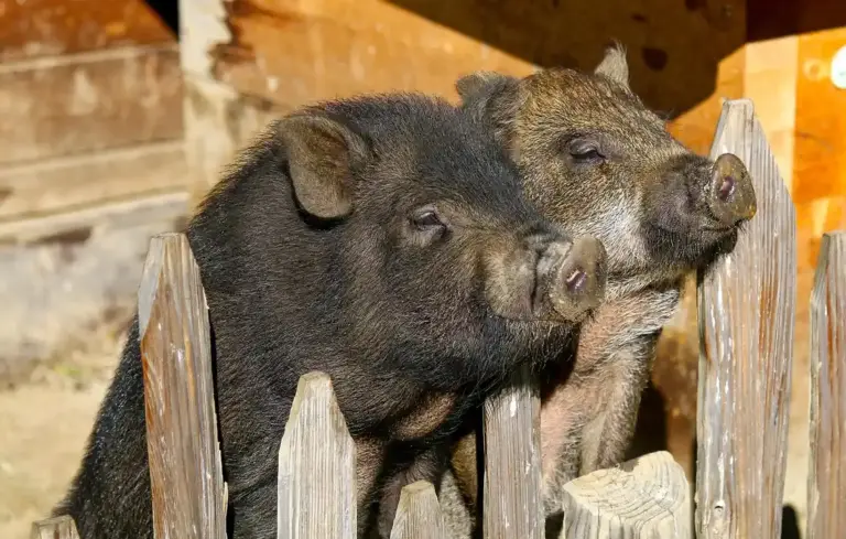 Two pigs peering over a wooden fence in a farmyard.