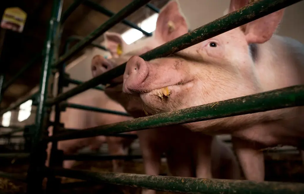 How Much Do Pigs Eat Per Day? Your Guide to Simple, Savvy Feeding