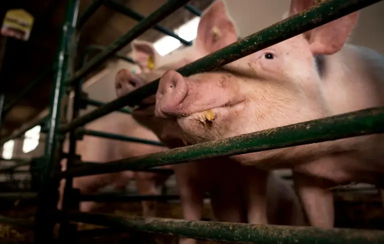 Close-up of several pigs pressed against green metal bars inside a farm pen.