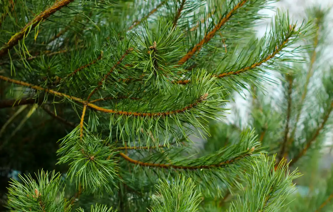 Close-up of vibrant green pine needles on evergreen branches