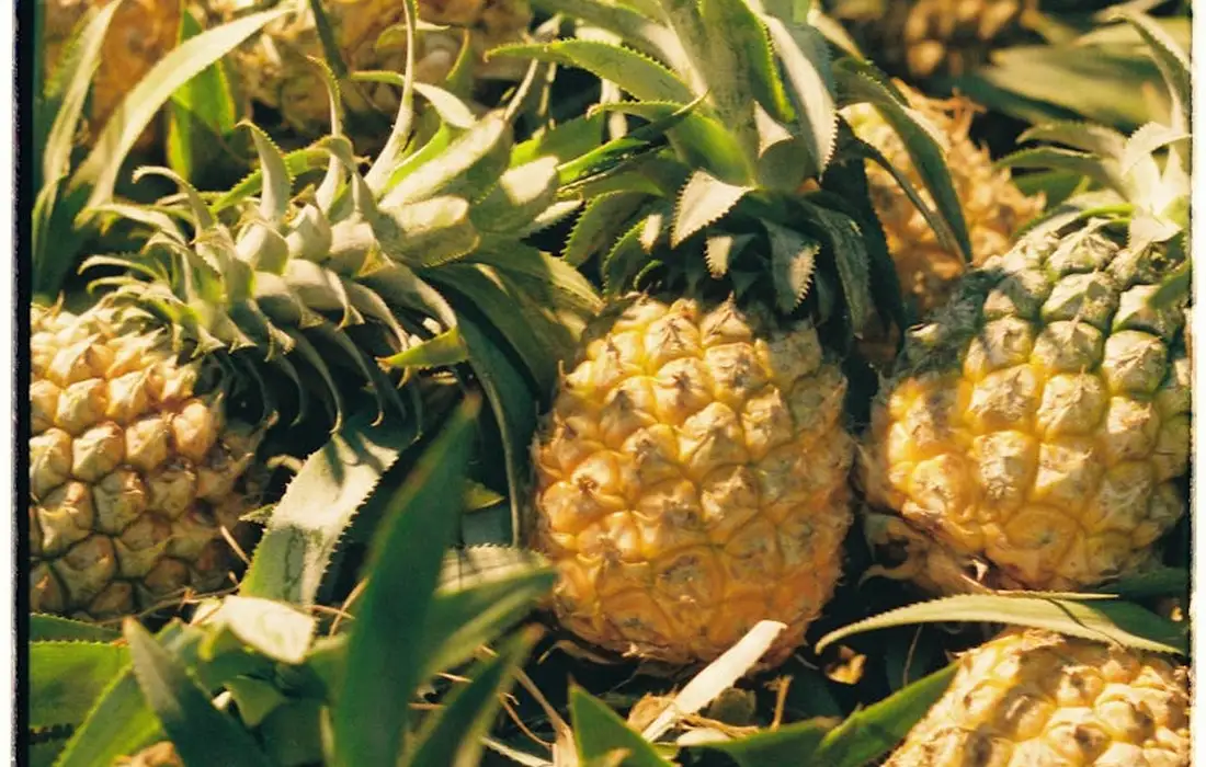Close-up of ripe pineapples with spiky green leaves