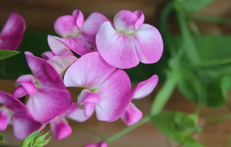 Close-up of pink carnations in bloom