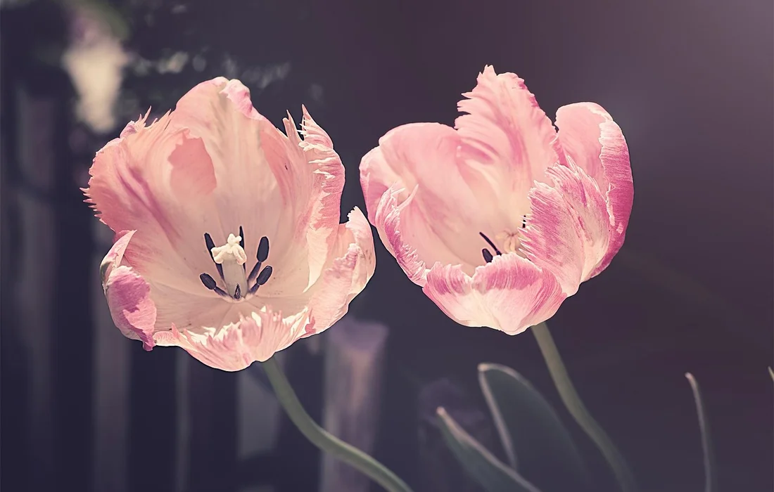 Close-up of two soft pink flowers with ruffled petals against a dark, blurred background.