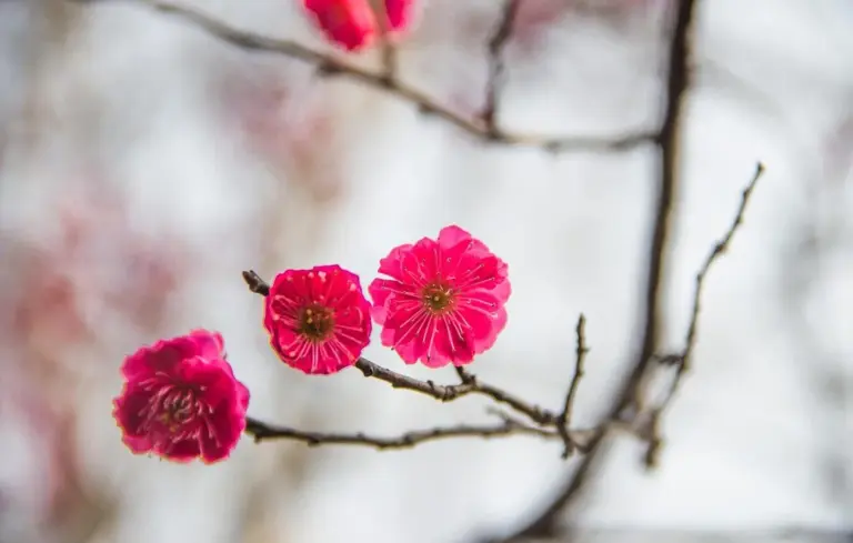 Close-up of pink cherry blossoms on a tree branch with a soft, out-of-focus background