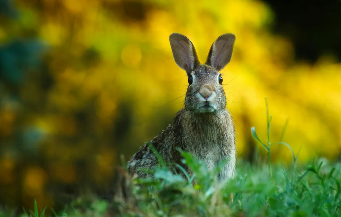 Close-up of a rabbit standing in lush green ground cover with a warm, blurred yellow background.