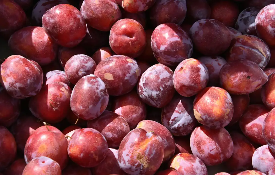 Close-up of fresh plums with reddish-purple skin, a type of stone fruit.