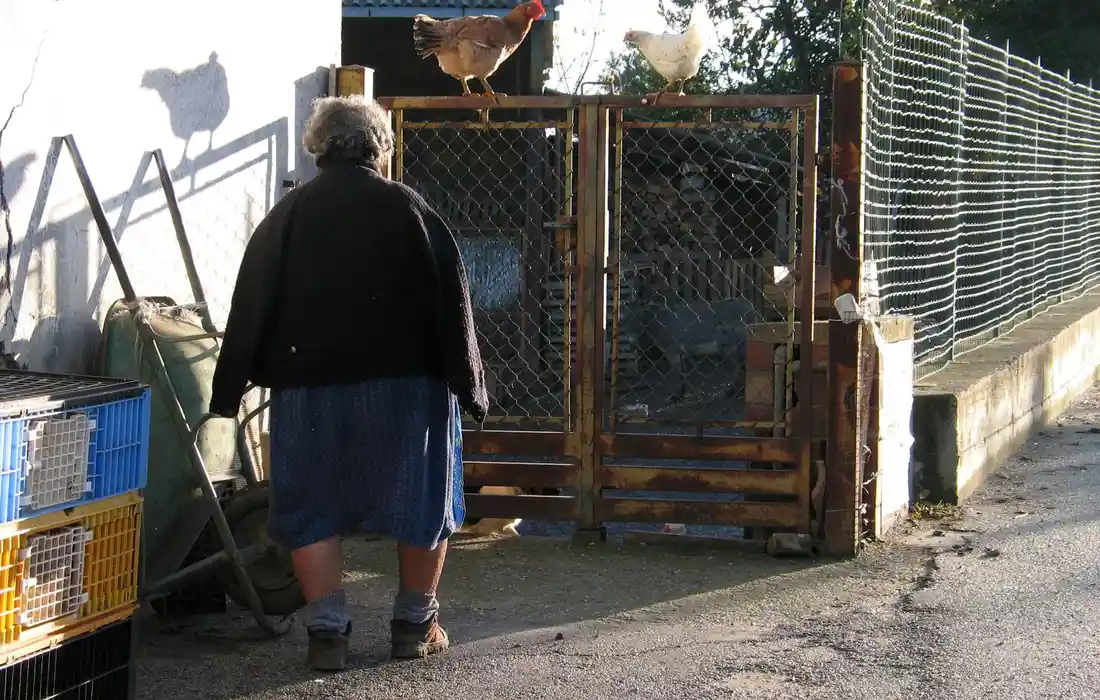 A person stands near a wooden chicken coop with chickens perched on top, in an outdoor farm setting.