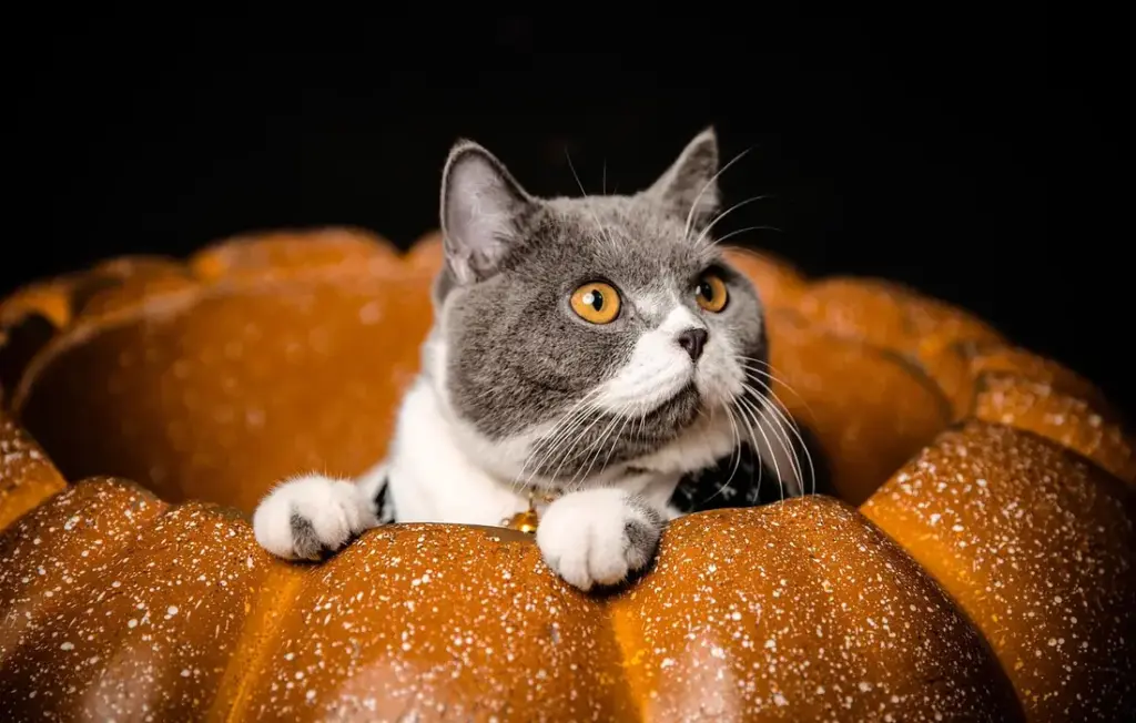 Can Sheep Eat Pumpkins? Your Seasonal Feeding & Safety Guide