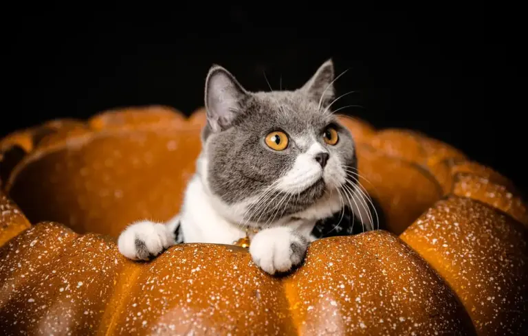 Gray and white cat peeking over the edge of a large pumpkin