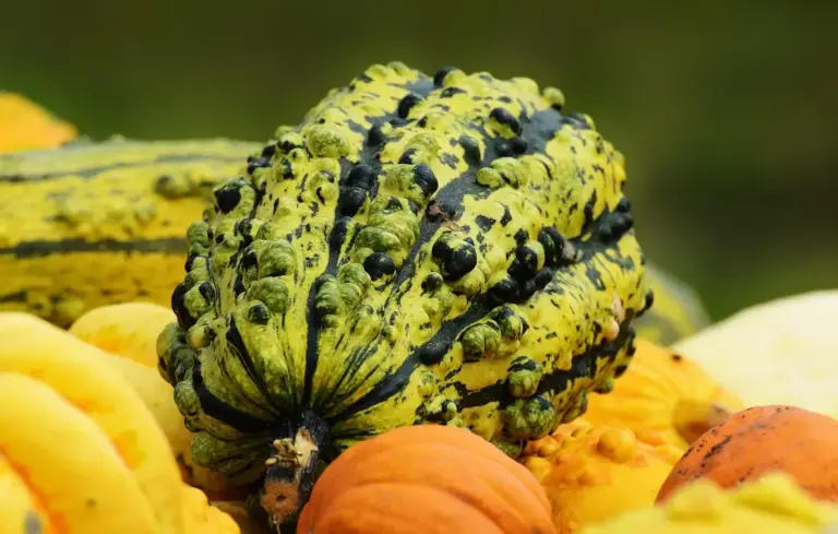 Close-up of assorted pumpkins and ornamental gourds, including a green bumpy pumpkin in the center.