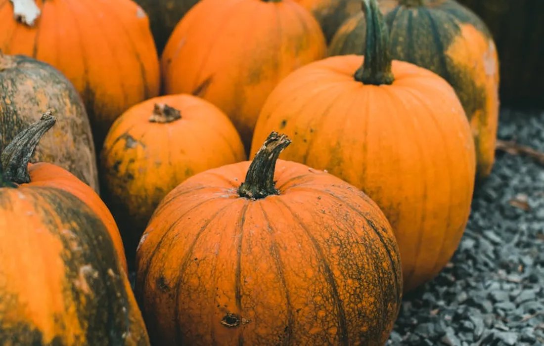 Close-up of orange pumpkins in a garden setting