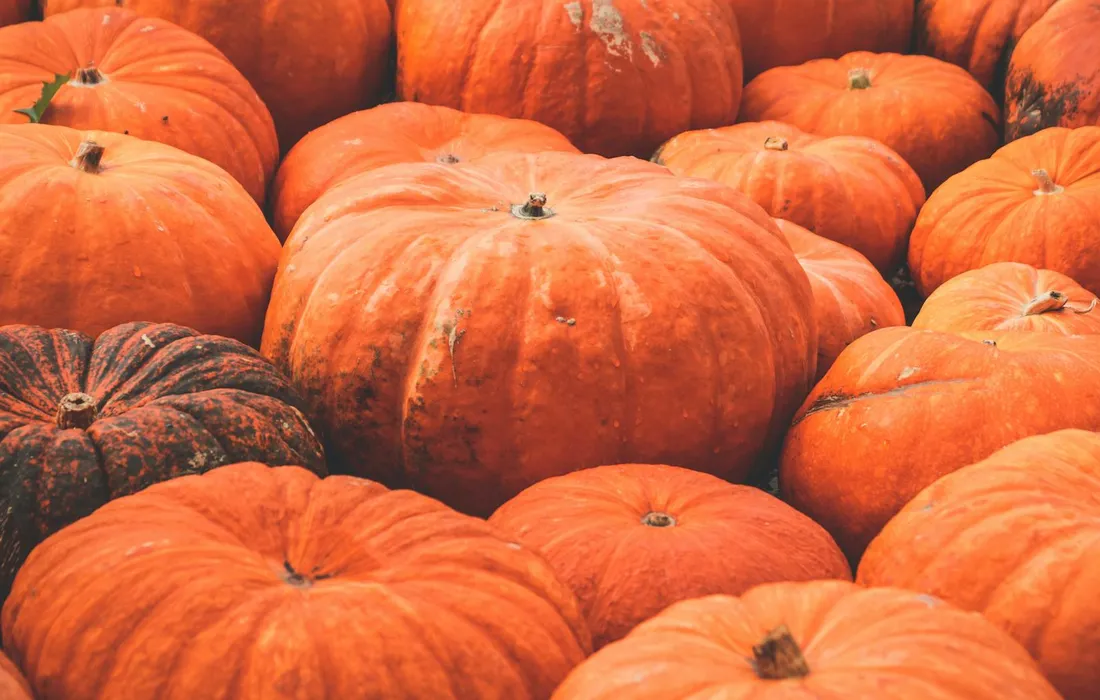 A dense pile of bright orange pumpkins stacked together