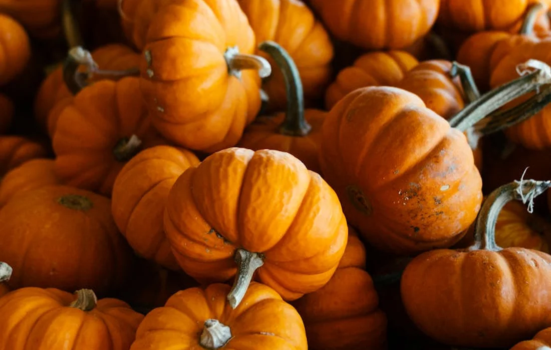 Close-up of small orange pumpkins piled together.