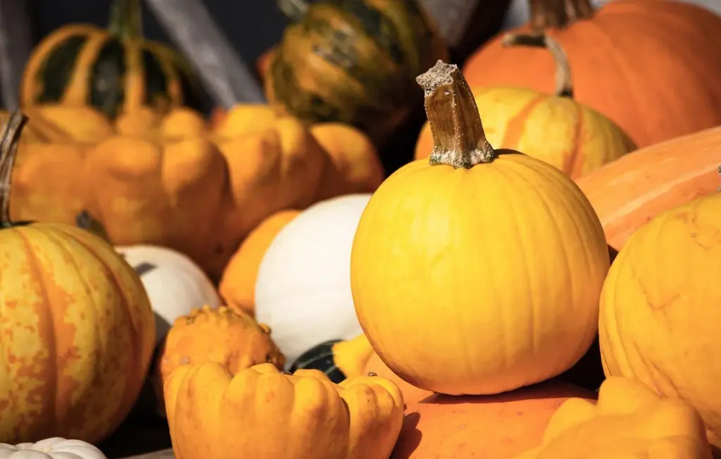 Your Guinea Pig’s Pumpkin Treat: A Safe and Simple Preparation Guide