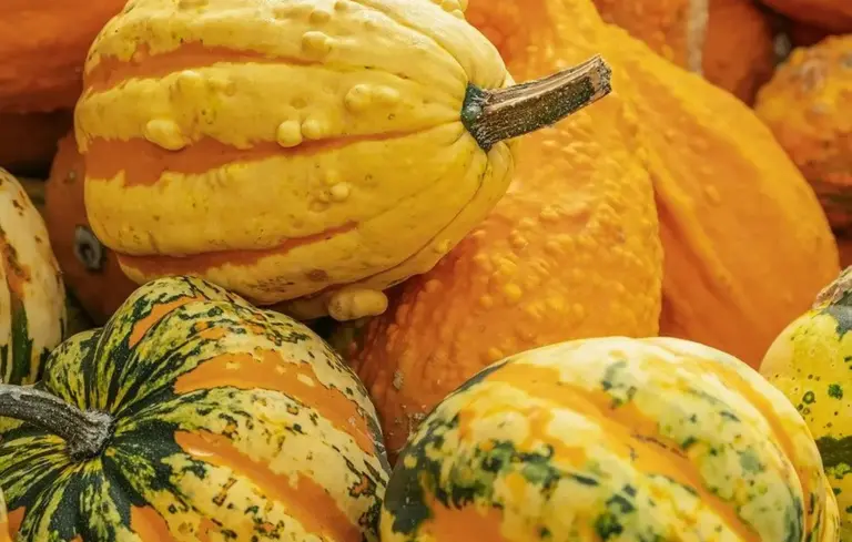 Close-up of a pile of orange and yellow pumpkins and gourds with varied textures.