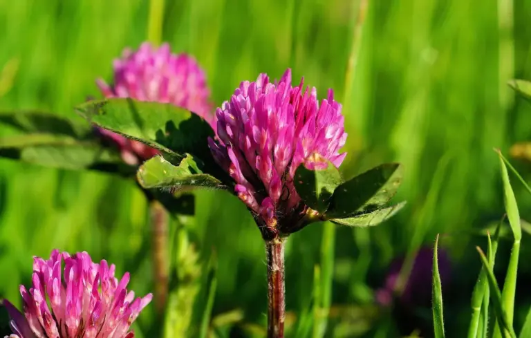 Close-up of purple clover blossoms among green grass