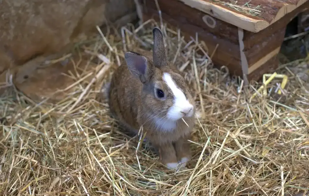 Yes, Rabbits Can Eat Rocket (Arugula): Your Complete Guide to Safe Greens