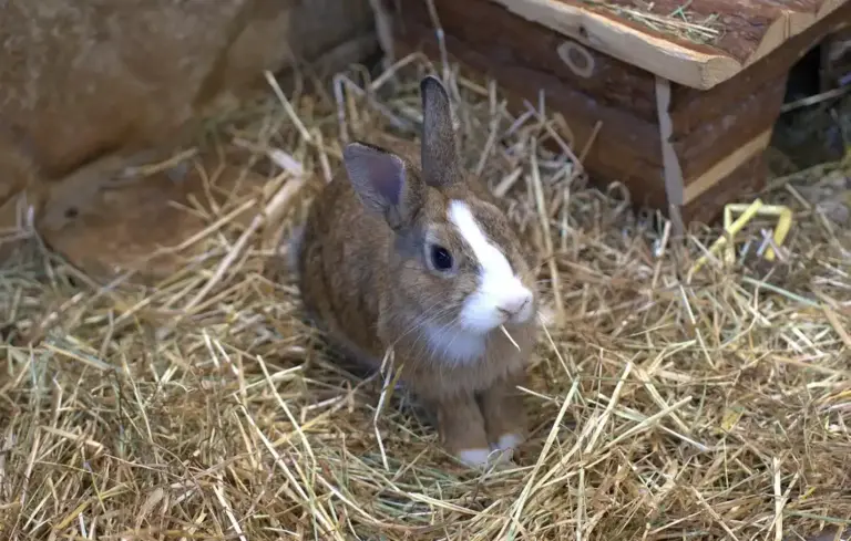 Brown and white rabbit sitting on straw in front of a wooden feeder