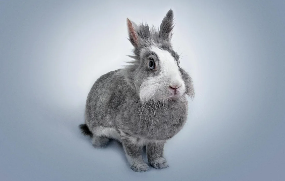 A gray and white rabbit on a light blue background, looking toward the camera.
