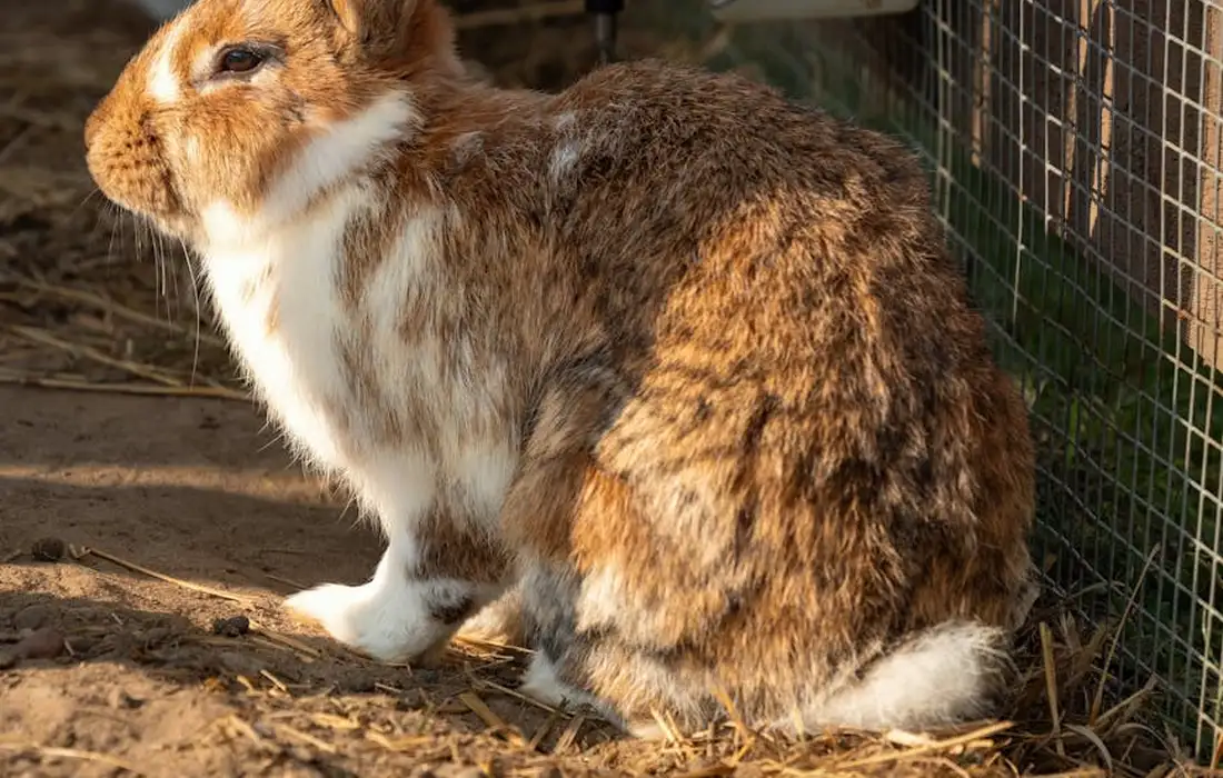 A domestic rabbit with brown, white, and gray fur sitting on dirt near a wire enclosure.