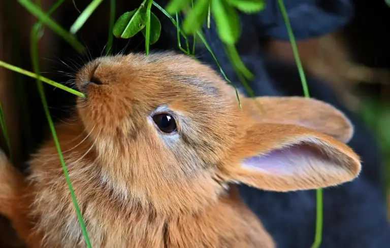 Close-up of a brown rabbit nibbling green basil leaves