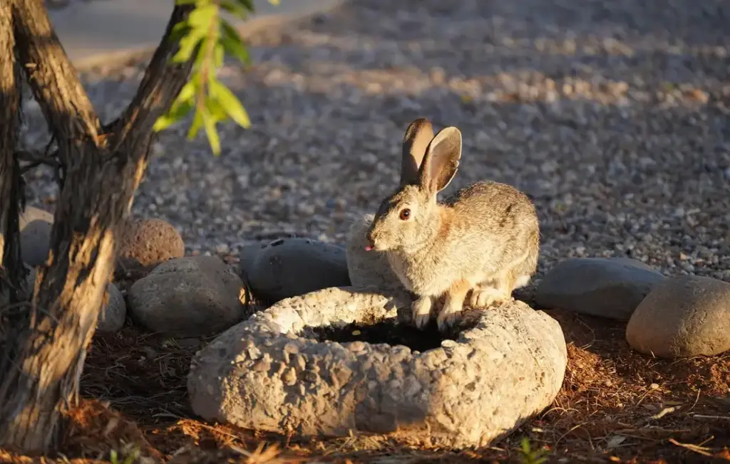 Which Ornamental Plants Are Safe for Your Rabbits to Nibble?