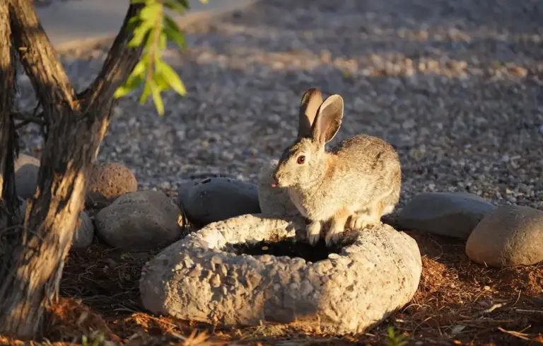 A rabbit perched on a circular stone planter in a sunlit rocky garden.