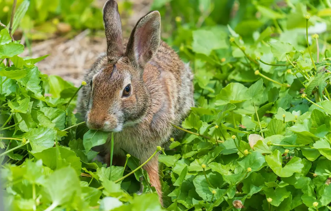 A rabbit standing in dense green groundcover with bright leaves in a garden.