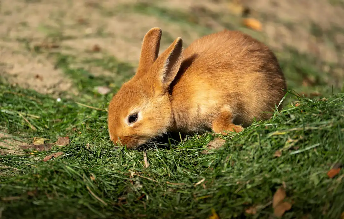 A brown rabbit grazing on fresh green grass in a sunlit yard