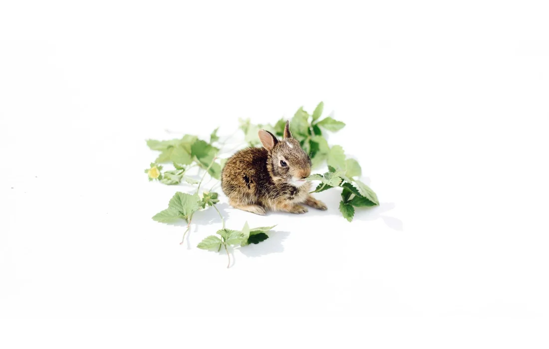 Brown rabbit sitting among green leafy plants on a white background.