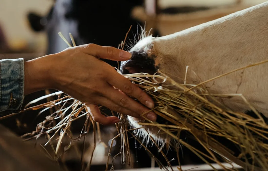 Hands holding dried hay toward an animal's mouth, illustrating eating behavior as a signal of digestive health