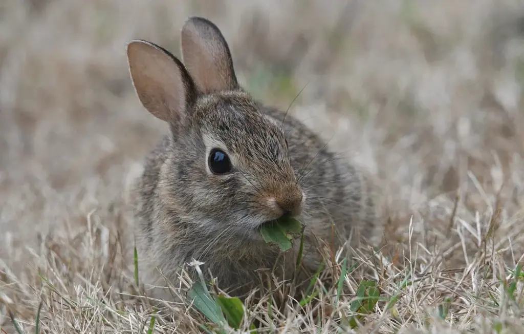 A Safe Grazing Guide: Curry Leaves, Gerbera Daisies, Poppies & Heather for Rabbits