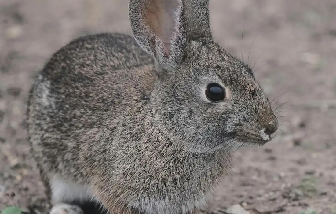 Close-up of a brown rabbit standing on a dirt surface with its ears upright.