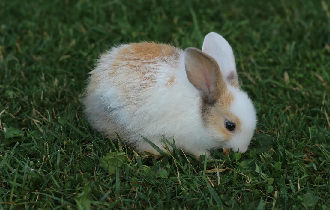 White and light brown rabbit nibbling on green grass in a grassy yard.