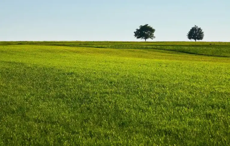 Expansive green pasture with two trees on the horizon under a clear blue sky.