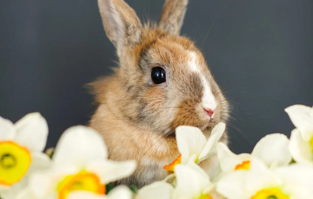 Close-up of a rabbit among white flowers with yellow centers, looking curious and ready to nibble.