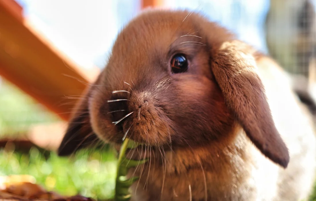 Close-up of a brown rabbit nibbling on grass outdoors.