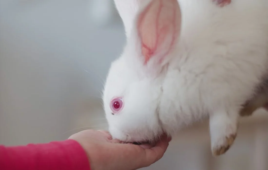 A white rabbit sniffing a person's hand with a pink sleeve