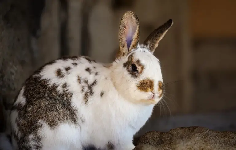 Rabbit with white and brown fur sitting on a rock, looking to the side