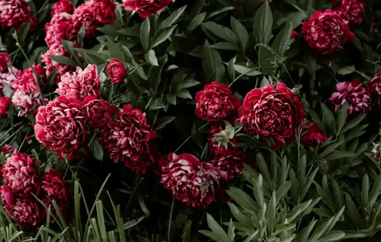 Close-up of deep red peonies blooming among dark green foliage.