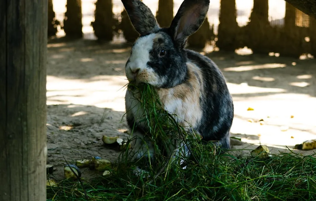 Rabbit nibbling fresh grass in an outdoor enclosure