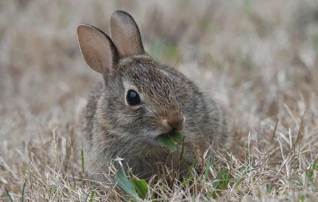 A small rabbit nibbling a green leaf in dry grass