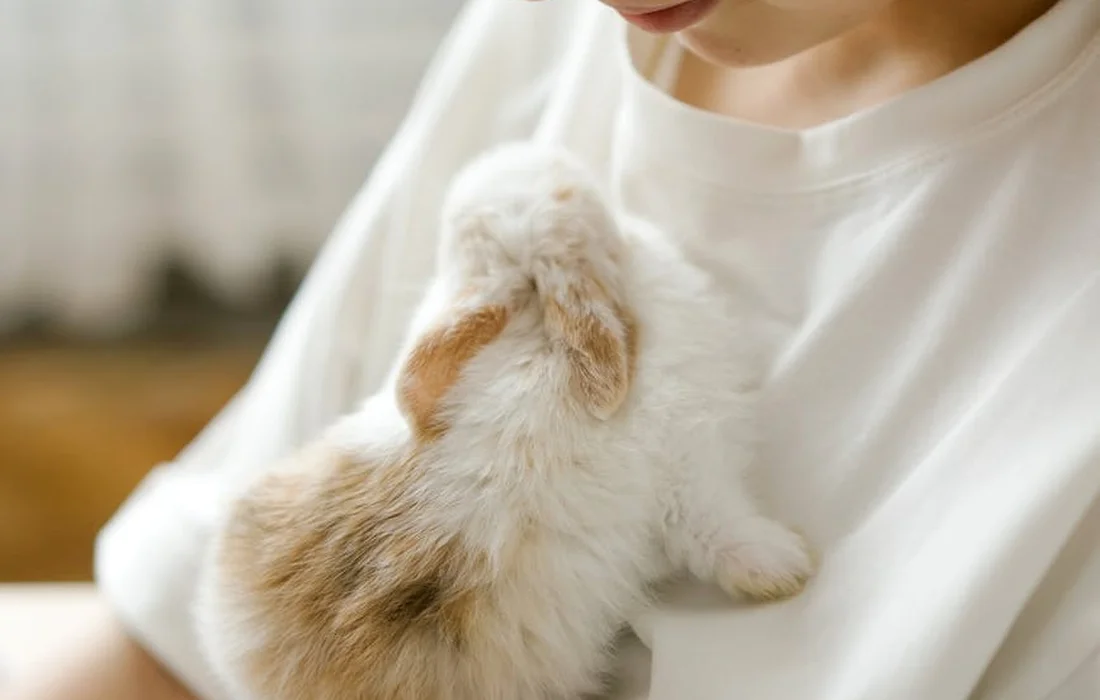 A light-colored rabbit snuggles against a person wearing a white shirt.