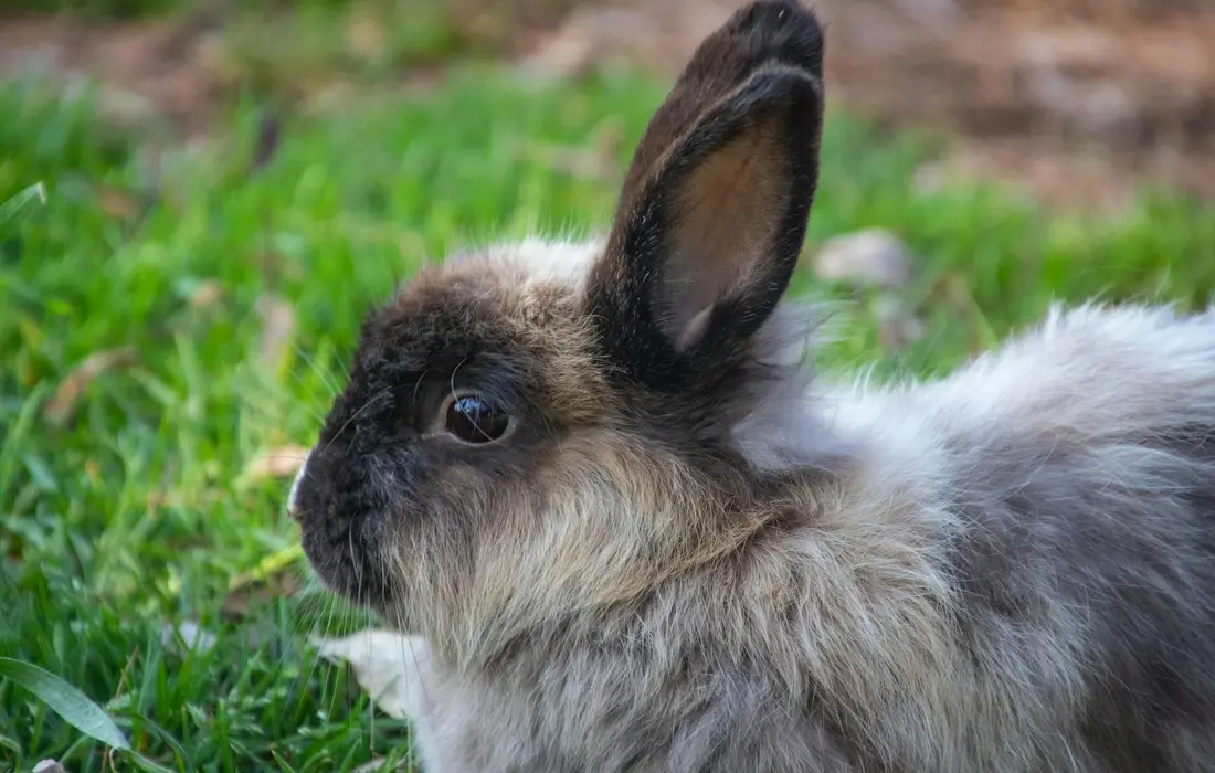 Close-up side profile of a fluffy brown and gray rabbit with long ears on green grass in a barnyard setting.
