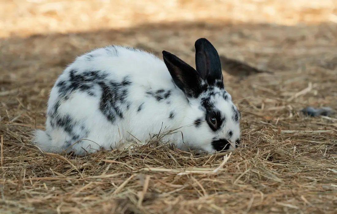 White and black spotted rabbit sitting on straw in a barnyard