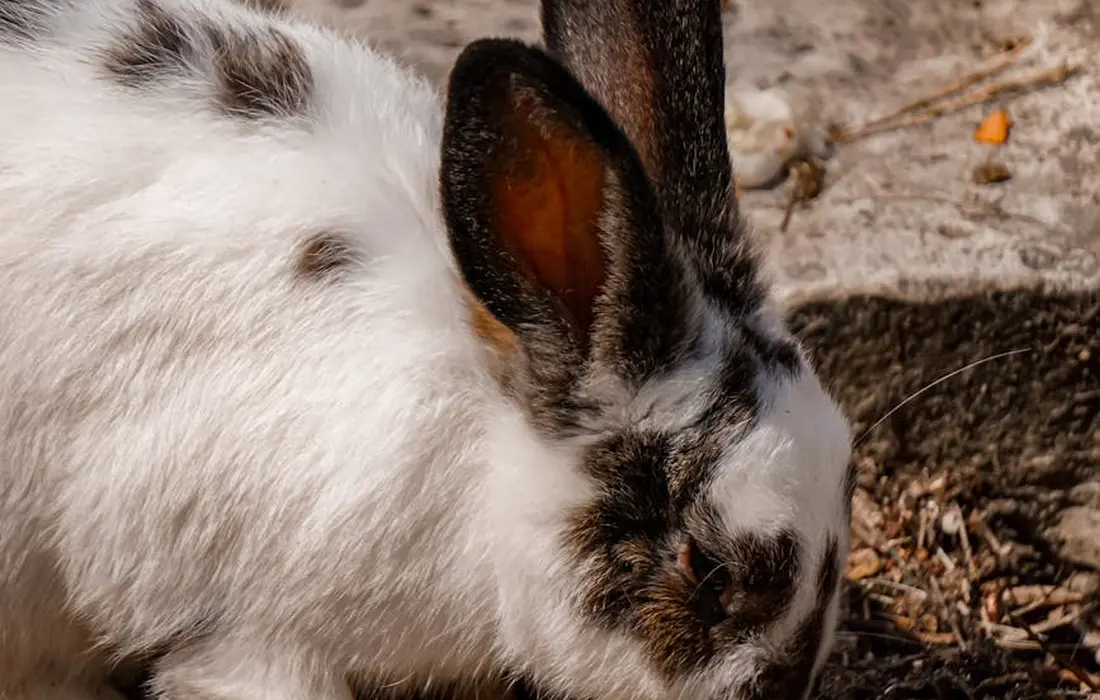 Close-up of a white rabbit with dark ears on a natural ground surface