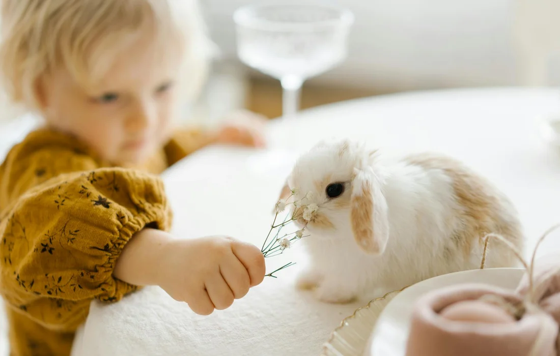 Young child offering a sprig of greenery to a fluffy white rabbit on a white surface.