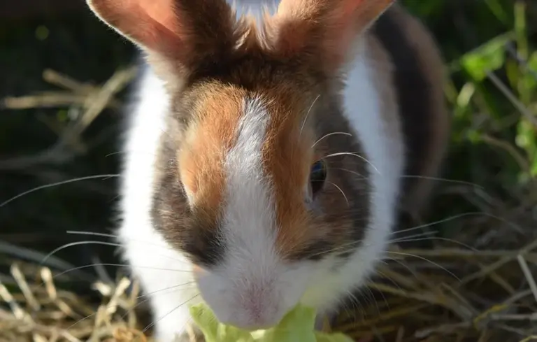 Brown and white rabbit nibbling a green leaf in a hay-filled setting