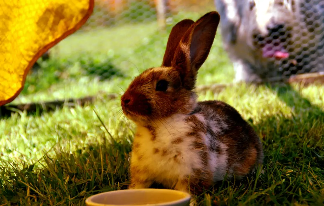 Brown and white rabbit sitting on green grass with a blurry garden and a mesh barrier in the background.